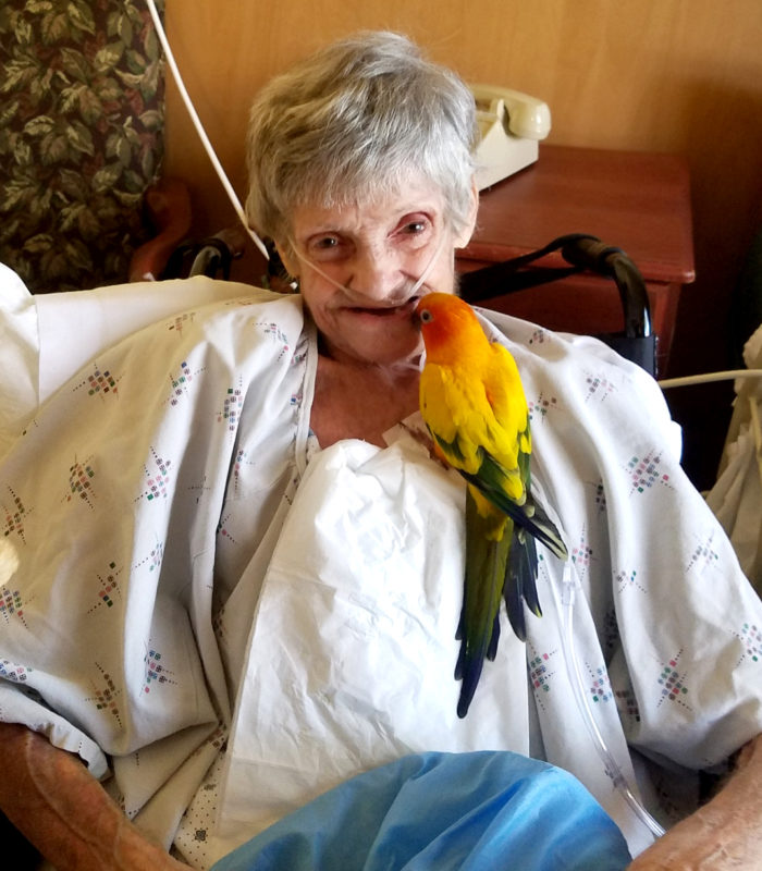 parrot sitting on a old lady chest parrot sitting on a old lady chest